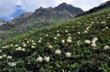 Rhododendron caucasicum. Аспект цветущих растений. Северная Осетия, Ирафский р-н, долина р. Гебидон, субальпийский луг (выс. около 2300 м н.у.м.). 07.07.2016.