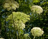 familia Apiaceae. Верхушка цветущего растения. Средний Урал, Пермский край, Добрянский р-н, 5 км от ст. Ярино, опушка смешанного леса, давно заброшенный садовый участок. 27 июля 2015 г.