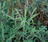 Ambrosia artemisiifolia