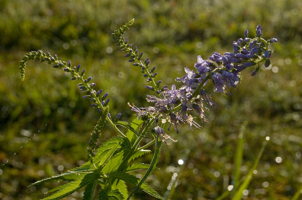 Image of Veronica longifolia specimen.