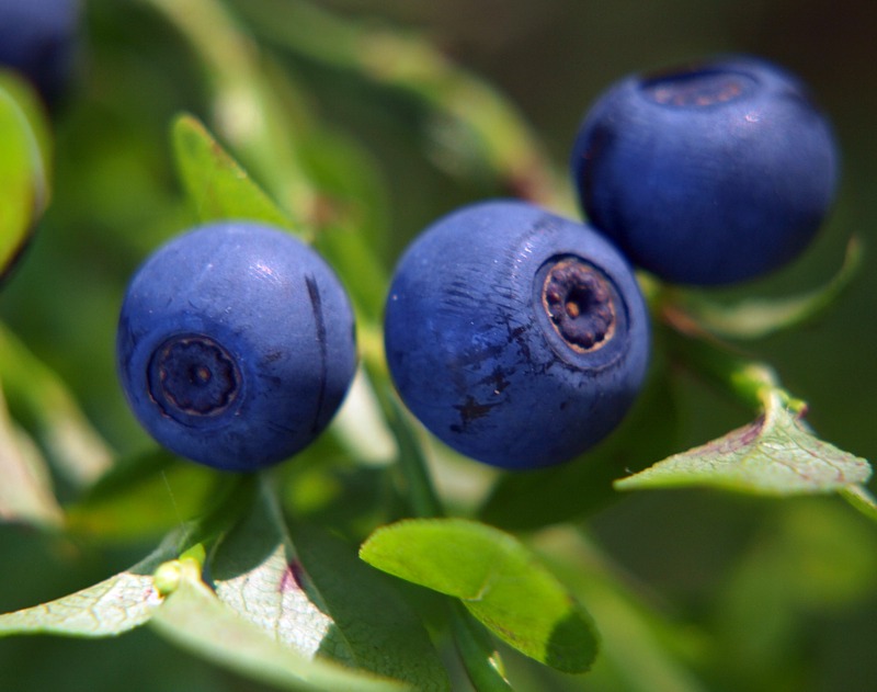 Image of Vaccinium myrtillus specimen.