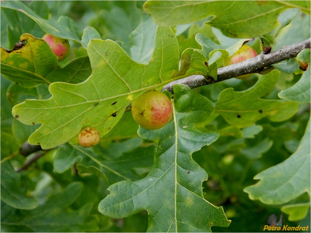Изображение особи Quercus robur.