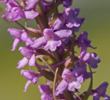 Gymnadenia conopsea