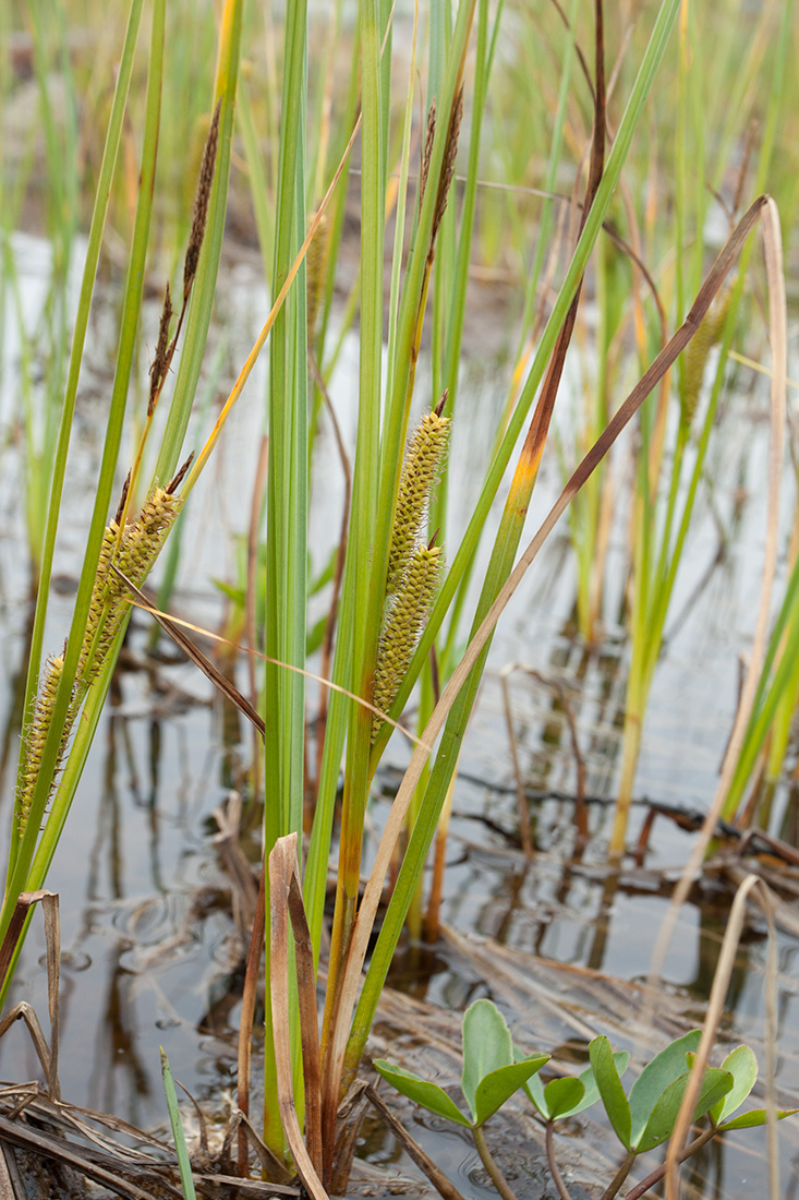 Изображение особи Carex rostrata.