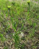 Tragopogon подвид major