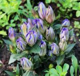 Gentiana scabra