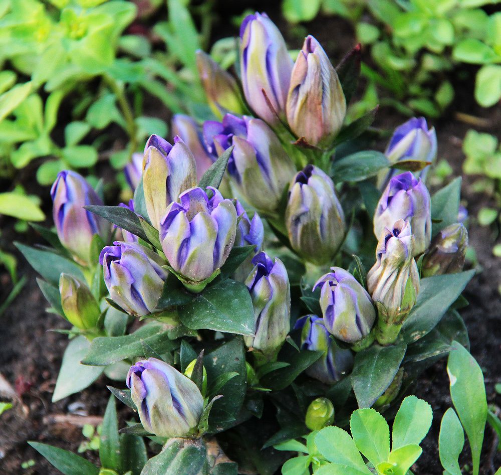 Image of Gentiana scabra specimen.