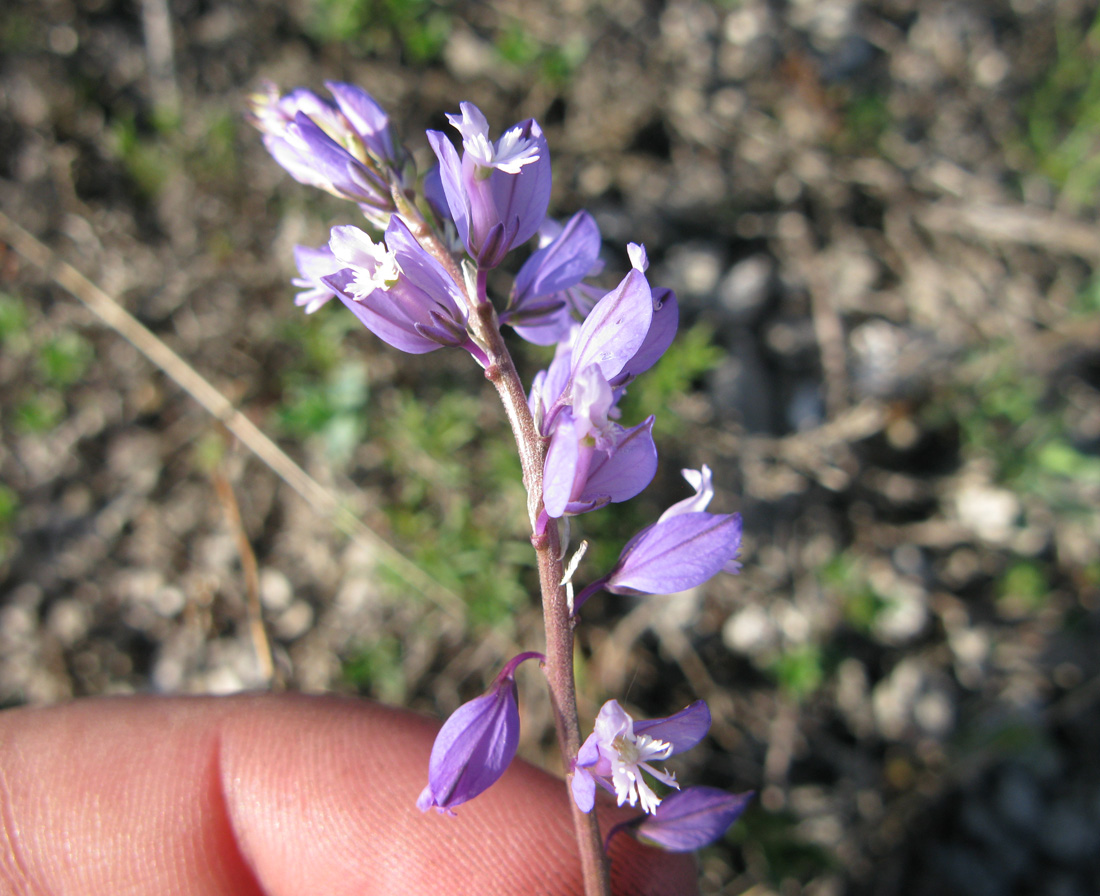 Image of Polygala cretacea specimen.