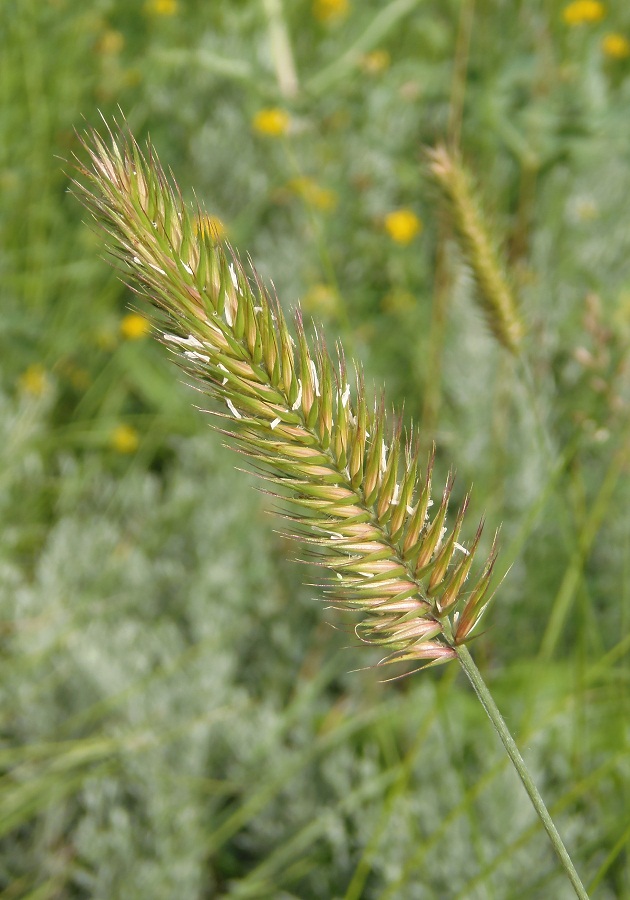 Изображение особи Agropyron pectinatum.