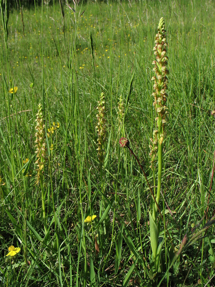 Изображение особи Orchis anthropophora.