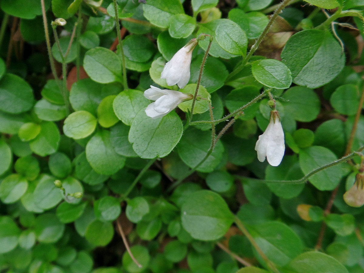 Image of Linnaea borealis specimen.