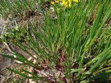 Allium ledebourianum