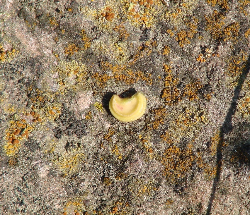 Image of Menispermum dauricum specimen.