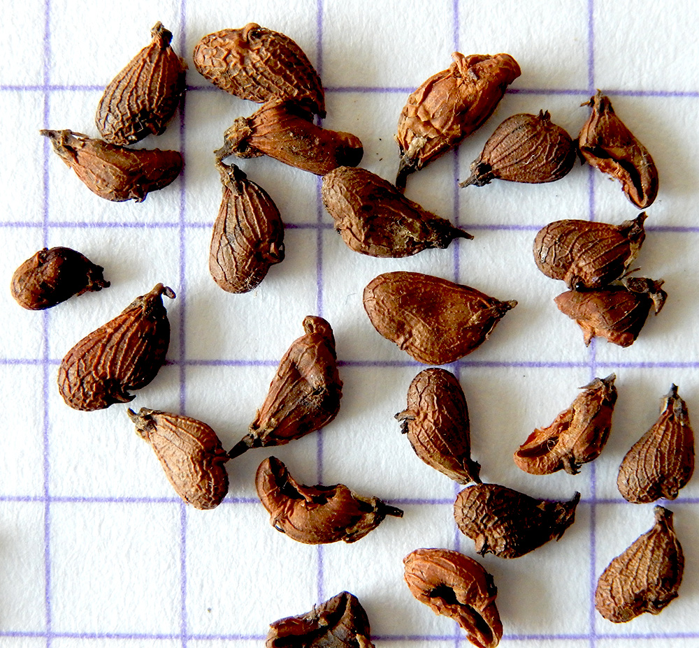 Image of Cotinus coggygria specimen.