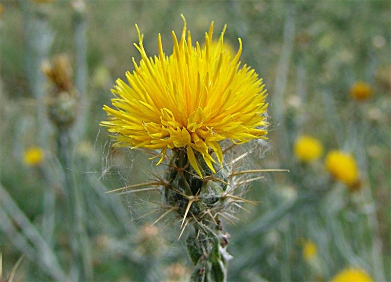 Изображение особи Centaurea solstitialis.