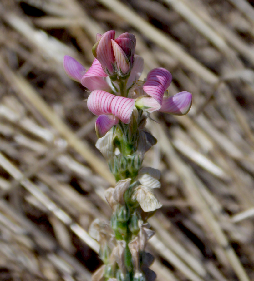 Image of Onobrychis viciifolia specimen.