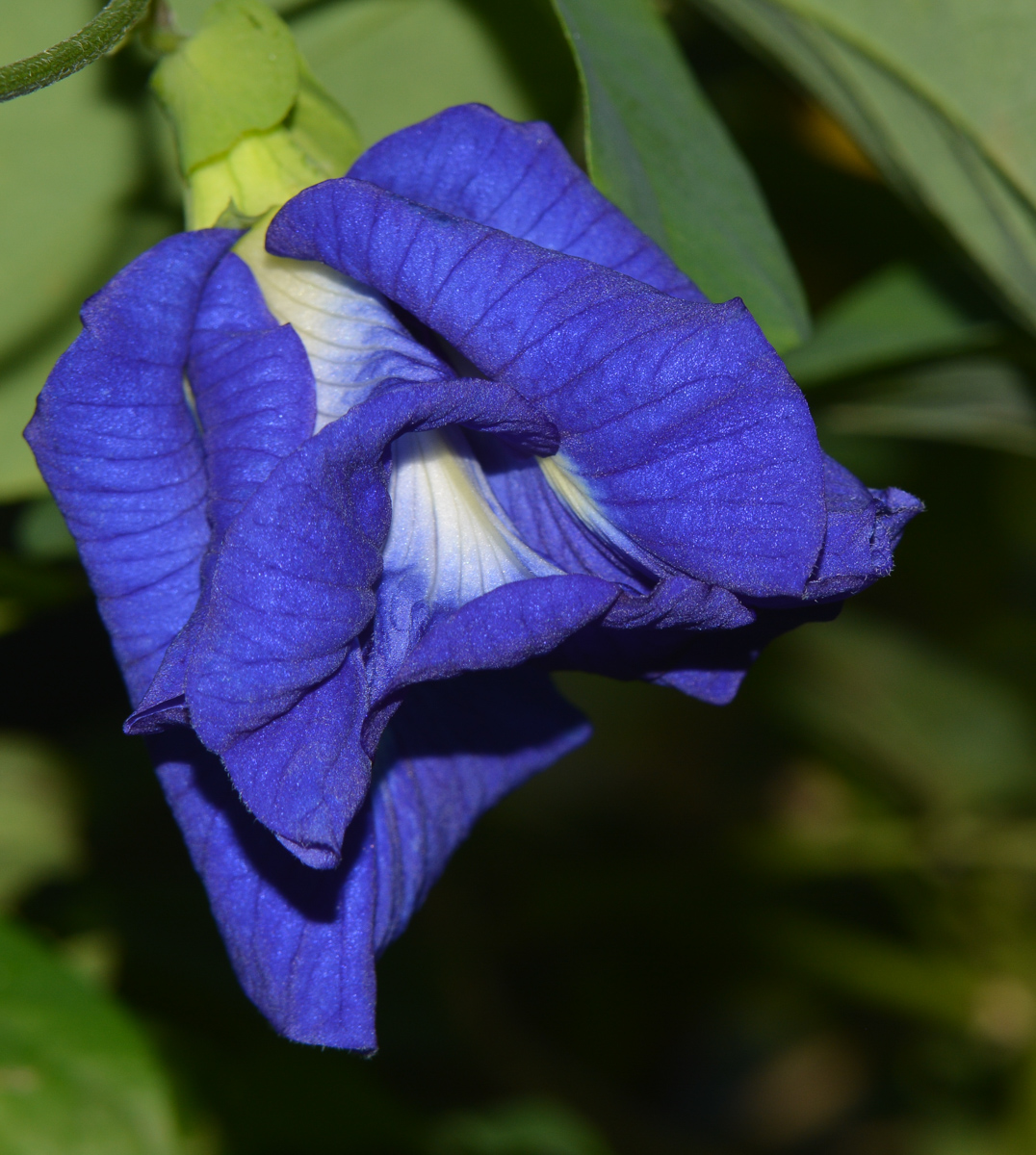 Изображение особи Clitoria ternatea.