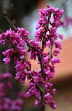 Cercis siliquastrum