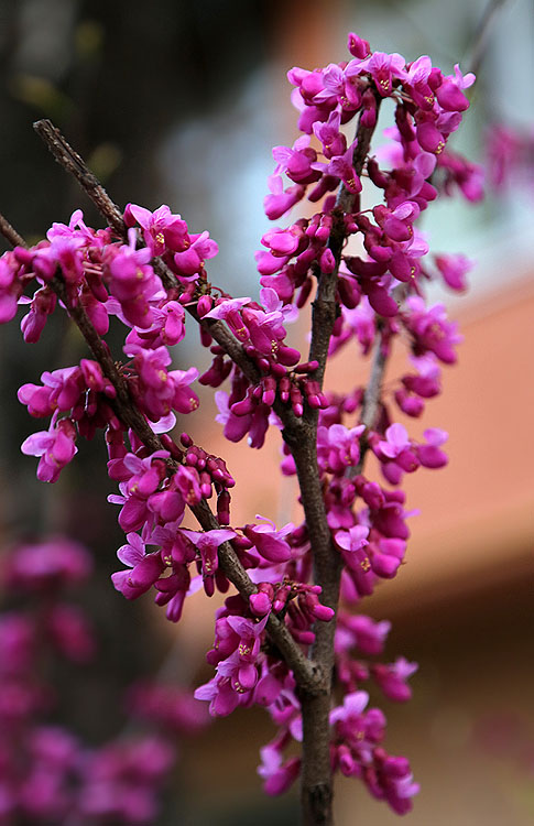 Image of Cercis siliquastrum specimen.