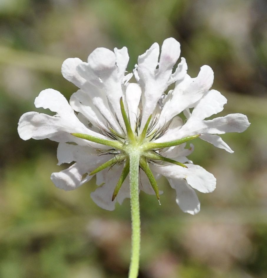 Image of Scabiosa balcanica specimen.