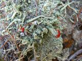 genus Cladonia