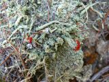 Cladonia