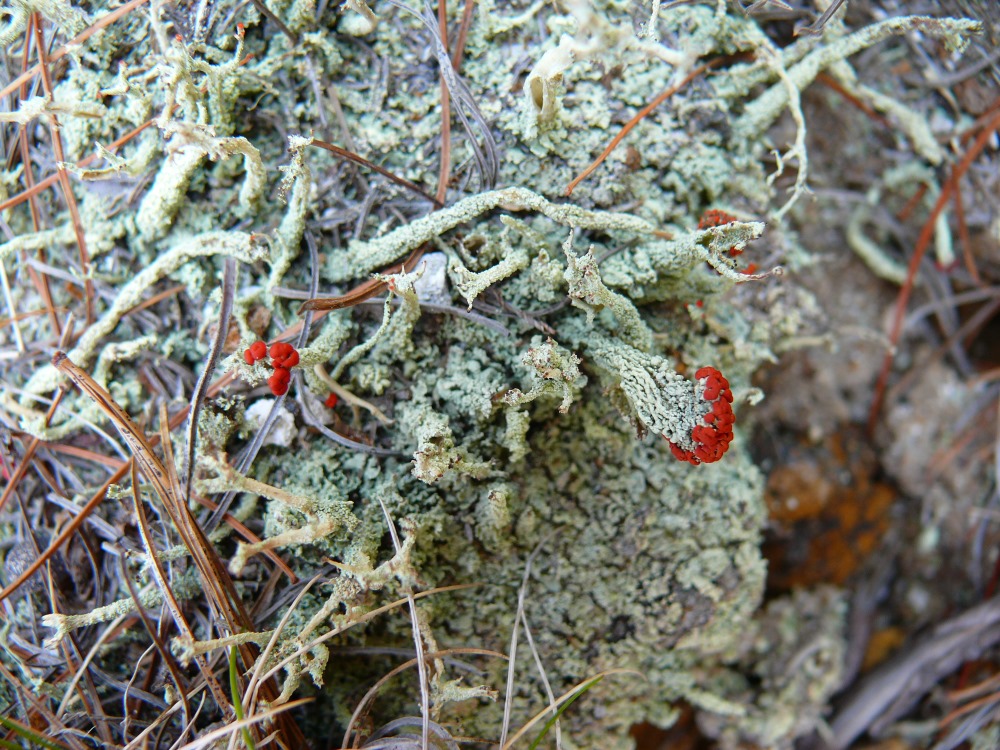 Изображение особи род Cladonia.