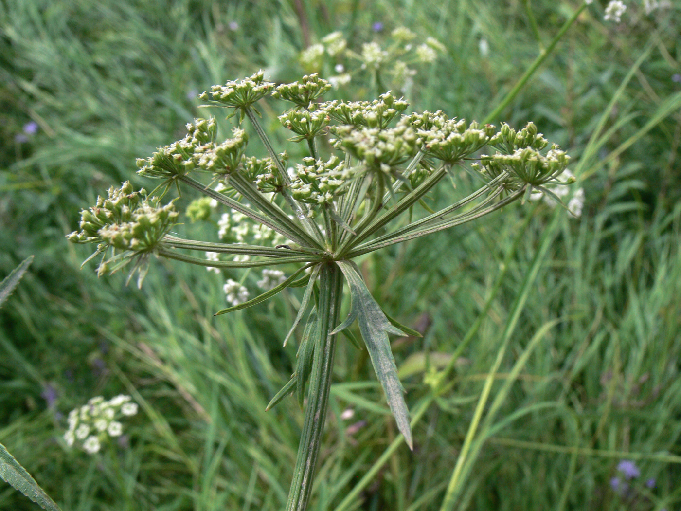 Image of Sium suave specimen.