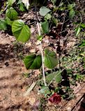 Hibiscus elatus