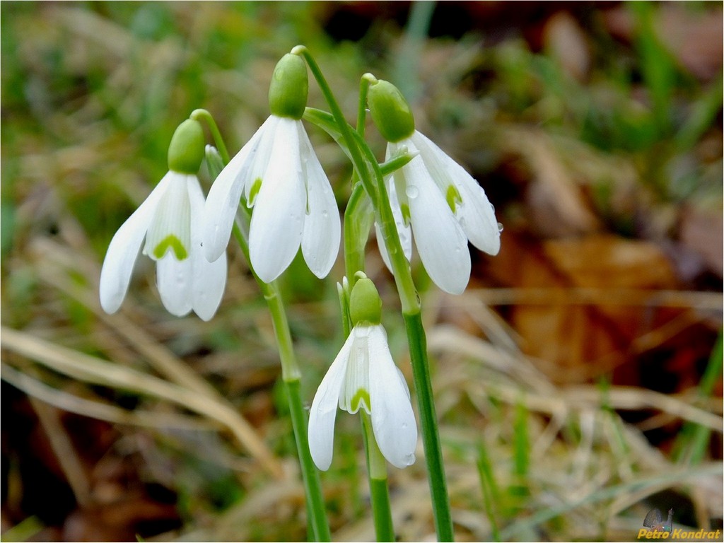 Изображение особи Galanthus nivalis.