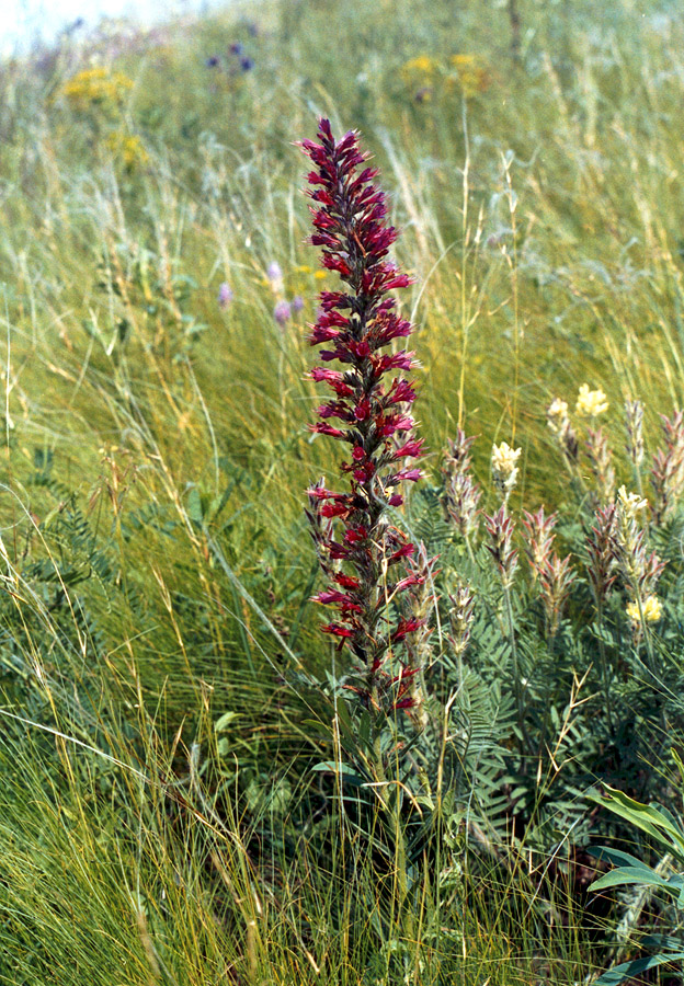 Image of Echium russicum specimen.