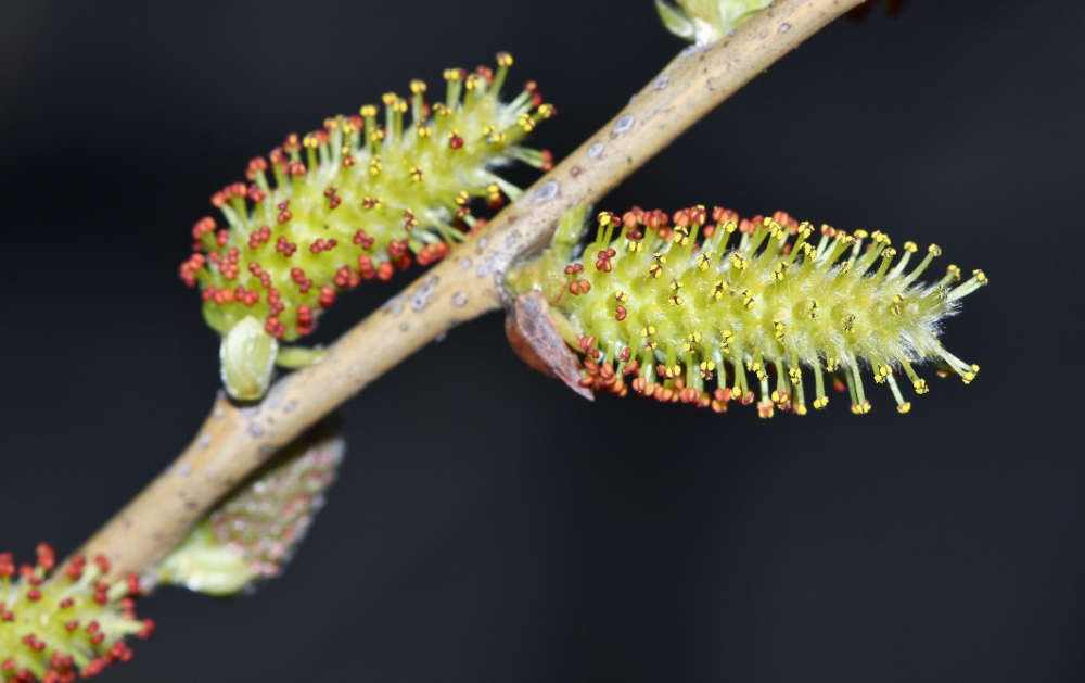Изображение особи Salix pierotii.