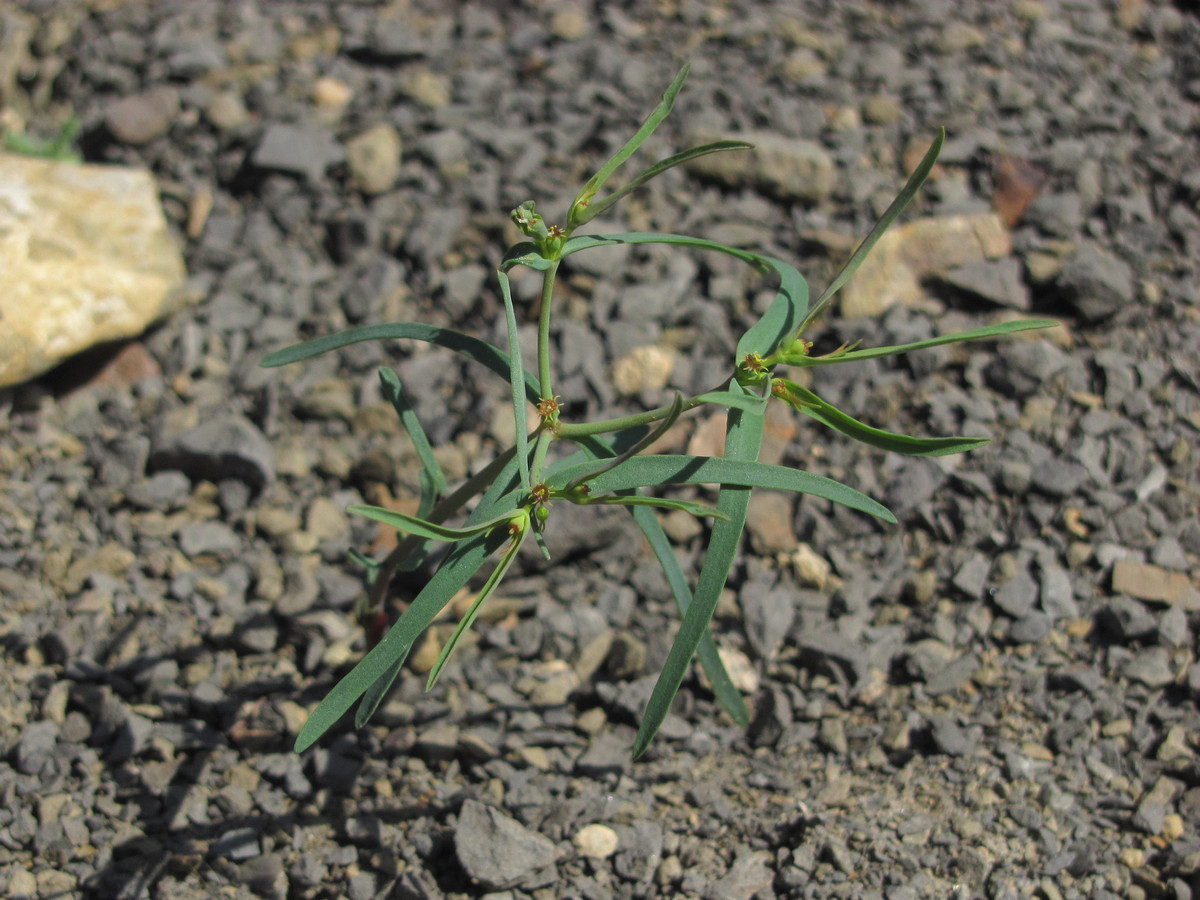 Изображение особи Euphorbia ledebourii.