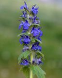 Ajuga genevensis