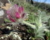 Astragalus setosulus. Верхушка побега с соцветием. Крым, окр. Судака, долина р. Ворон, гора Плакья, выходы конгломератов. 18 мая 2017 г.