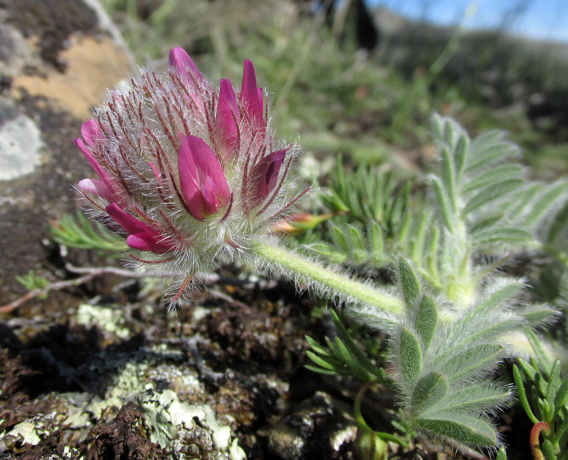 Image of Astragalus setosulus specimen.