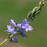 Veronica multifida