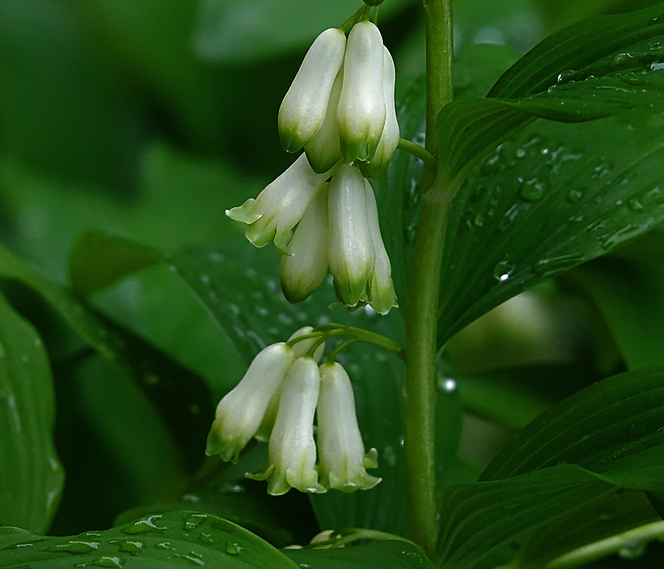 Изображение особи Polygonatum multiflorum.