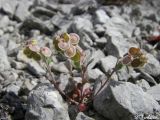 Clypeola microcarpa