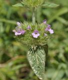 Clinopodium orientale