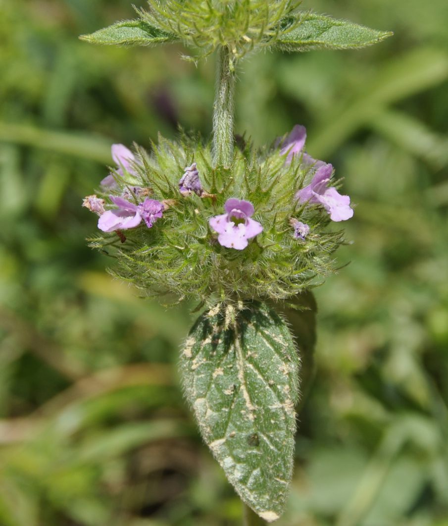 Изображение особи Clinopodium orientale.