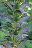 Acanthus mollis. Часть соплодия с незрелыми плодами и сидящим муравьём. Узбекистан, г. Ташкент, Ботанический сад им. Ф.Н. Русанова. 24.06.2017.