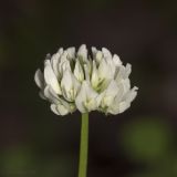 Trifolium repens