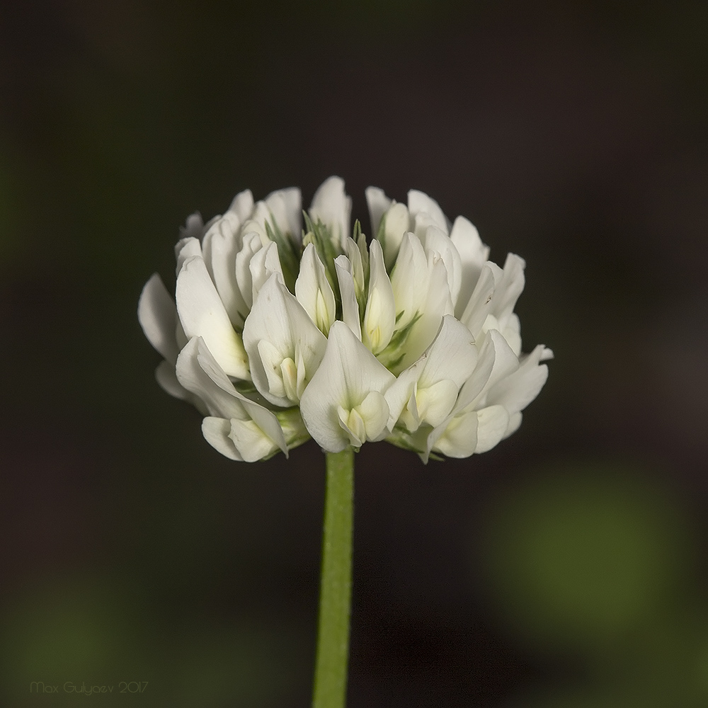 Image of Trifolium repens specimen.