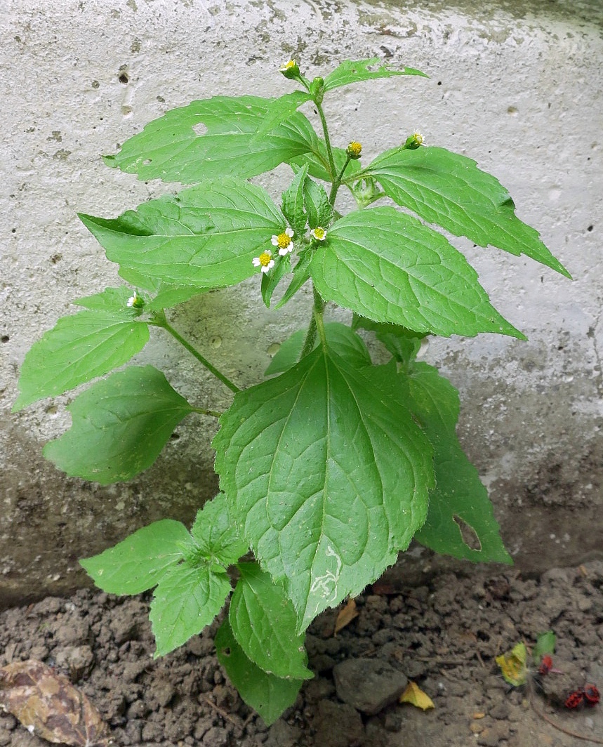 Image of Galinsoga quadriradiata specimen.