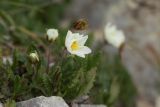 Dryas caucasica