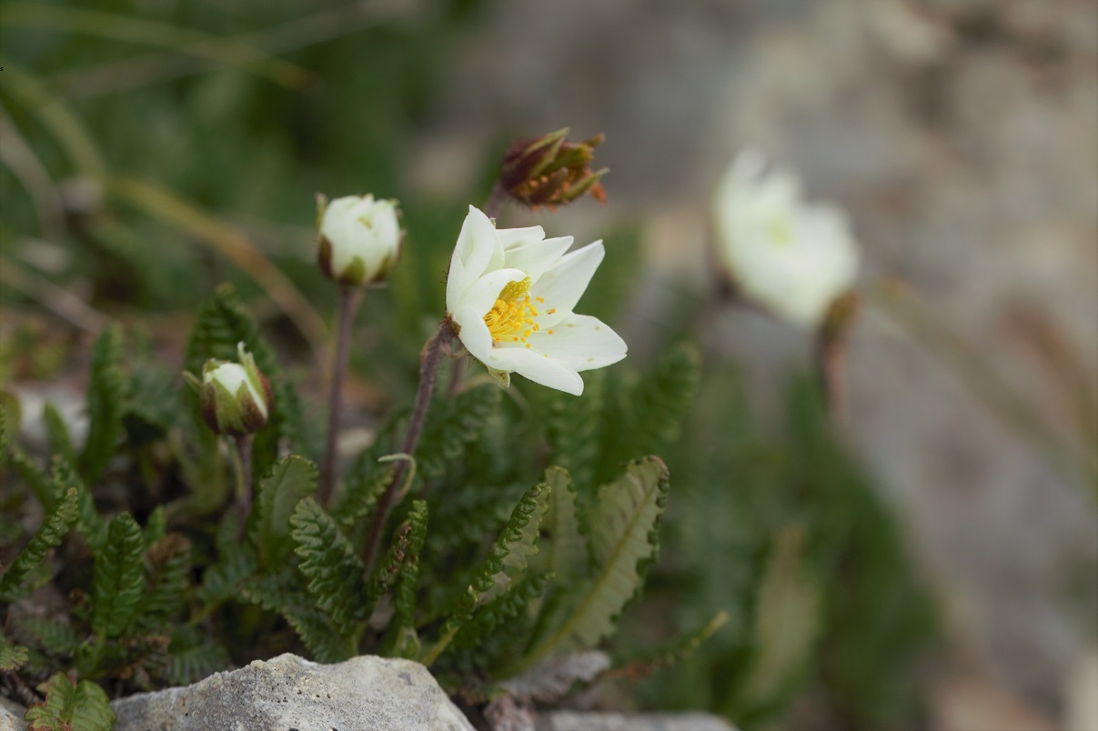 Image of Dryas caucasica specimen.