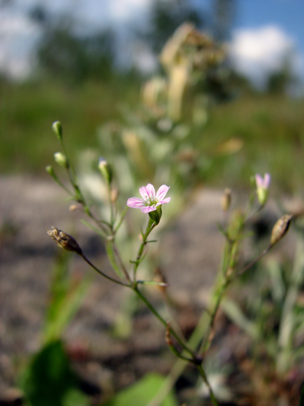 Изображение особи Psammophiliella muralis.