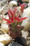 Sedum cespitosum. Плодоносящее растение. Южный Берег Крыма, окр. Балаклавы. 24 апреля 2010 г.