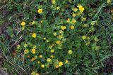 Potentilla ruprechtii. Цветущее растение (тройчатые листья - Sibbaldia semiglabra). Карачаево-Черкесия, Тебердинский заповедник, на месте сошедшего снежника. 23.07.2017.